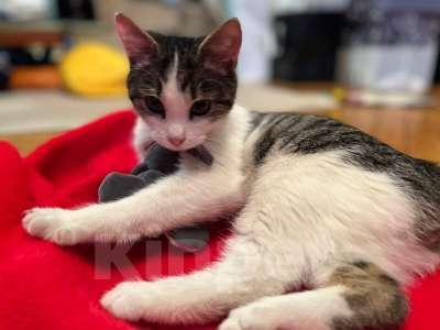 Кошки в Москве: Кот ученый Тоша в добрые руки Мальчик, 1 руб. - фото 4