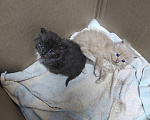 Кошки в Гурьевске: Котята Мальчик, Бесплатно - фото 1