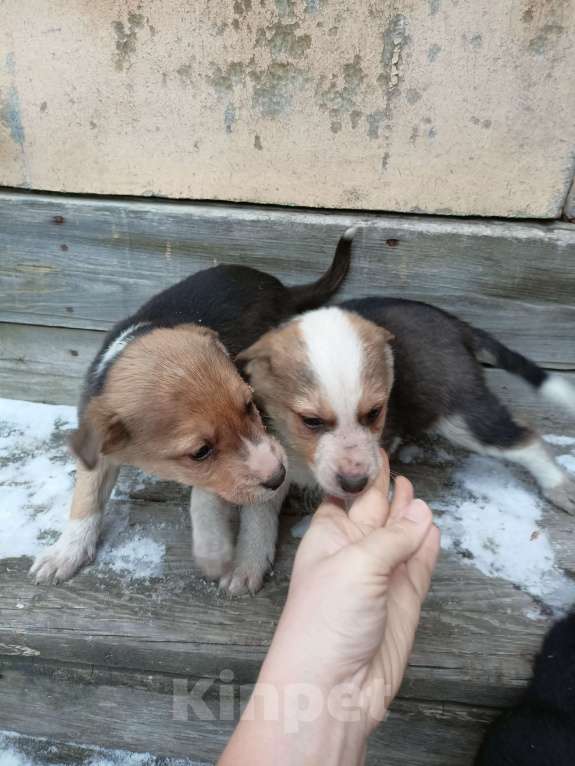 Собаки в других городах Свердловской области: Щенки ищут хозяев  Девочка, Бесплатно - фото 4
