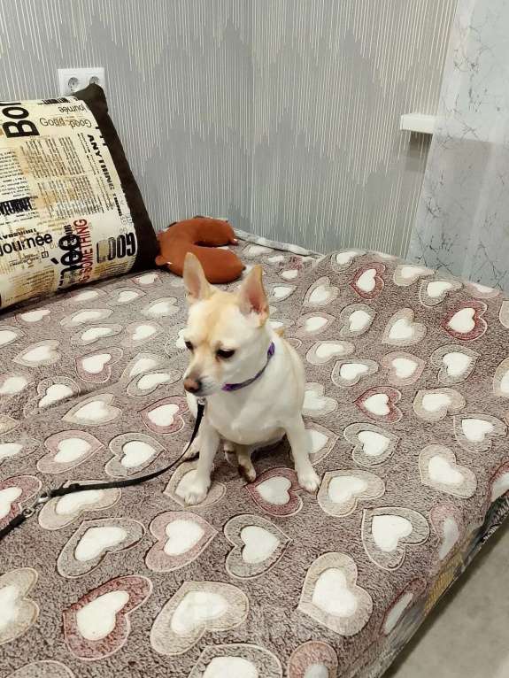 Собаки в Волгограде: Отдам в добрые руки Мальчик, Бесплатно - фото 2