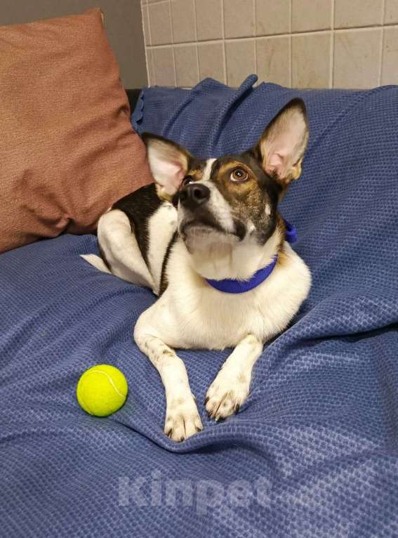 Собаки в Липецке: Малышка Линда  Девочка, Бесплатно - фото 2