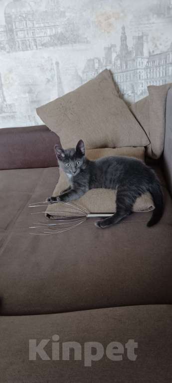 Кошки в Копейске: Котёнок девочка Девочка, 10 руб. - фото 3