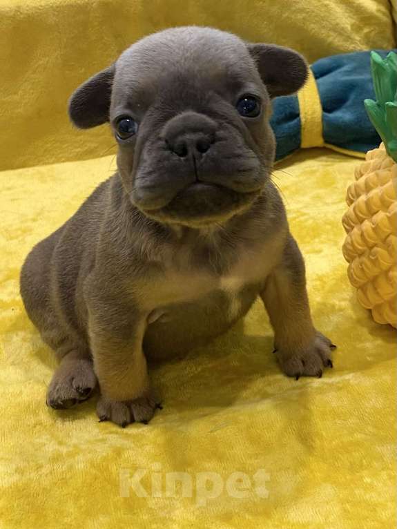 Собаки в Нижнем Новгороде: Щенки французского бульдога  Девочка, Бесплатно - фото 3