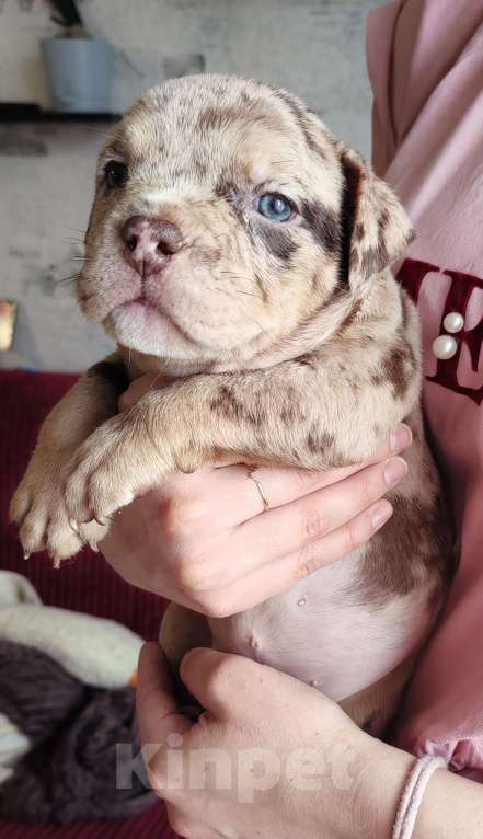 Собаки в Прокопьевске: Американский булли Девочка, 100 000 руб. - фото 1