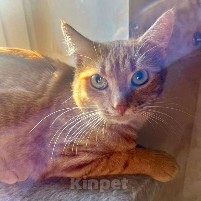 Кошки в Москве: Солнечный рыжий котик ищет добрые руки ☀️ Мальчик, Бесплатно - фото 2