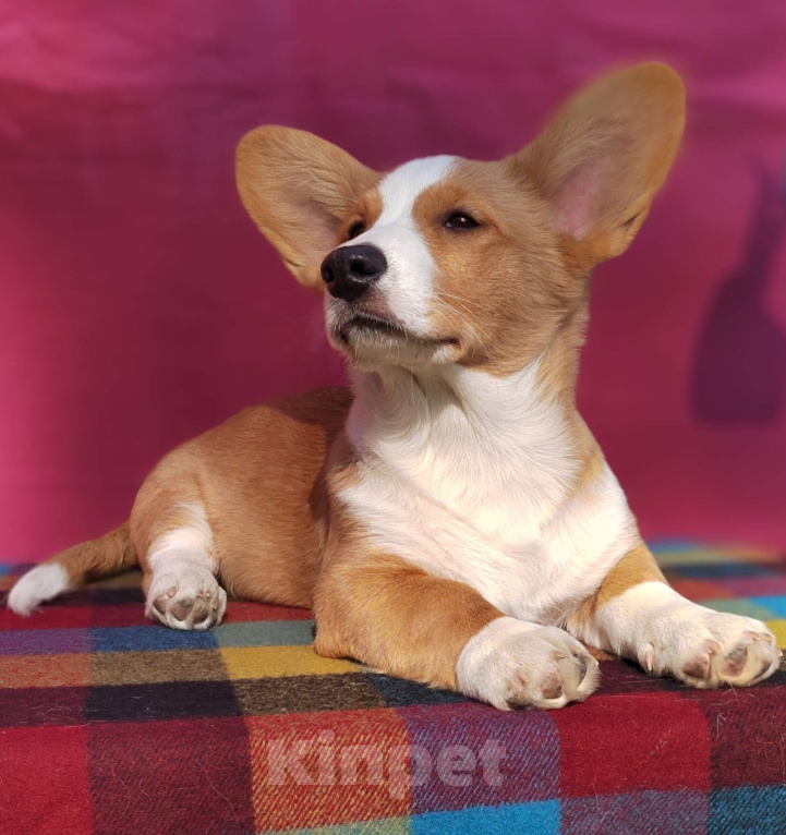 Собаки в Екатеринбурге: Щенки Корги Кардиган  Мальчик, Бесплатно - фото 5