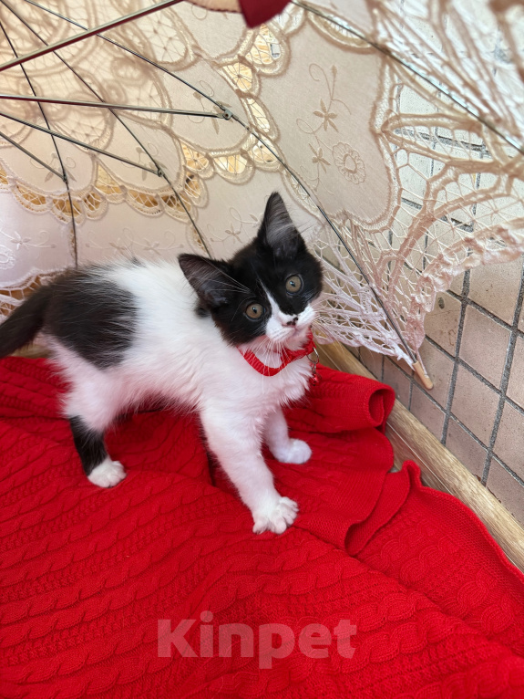 Кошки в Санкт-Петербурге: Котенок Дионис Мальчик, Бесплатно - фото 4