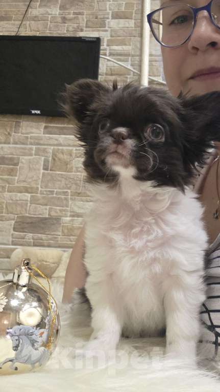 Собаки в Москве: Мальчик 3 мес, бело шоколадный Мальчик, Бесплатно - фото 2