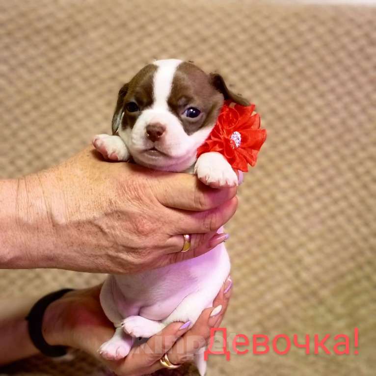 Собаки в Копейске: Очаровательная девочка Девочка, 25 000 руб. - фото 2