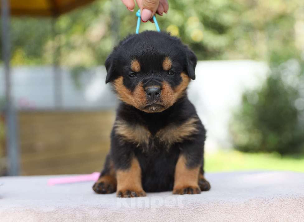 Собаки в Рязани: Щенки ротвейлера  Мальчик, 50 000 руб. - фото 2