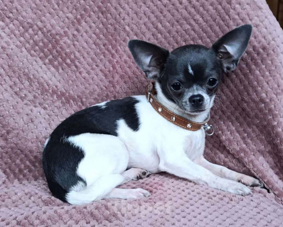 Собаки в Москве: Мини-девочка Девочка, 55 000 руб. - фото 2