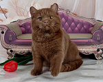 Кошки в Санкт-Петербурге: Британский котик эксклюзивного окраса циннамон Мальчик, 45 000 руб. - фото 6