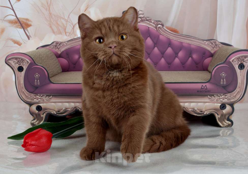 Кошки в Санкт-Петербурге: Британский котик эксклюзивного окраса циннамон Мальчик, 45 000 руб. - фото 6