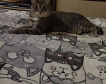 Кошки в Челябинске: Кот Коша Мальчик, Бесплатно - фото 2