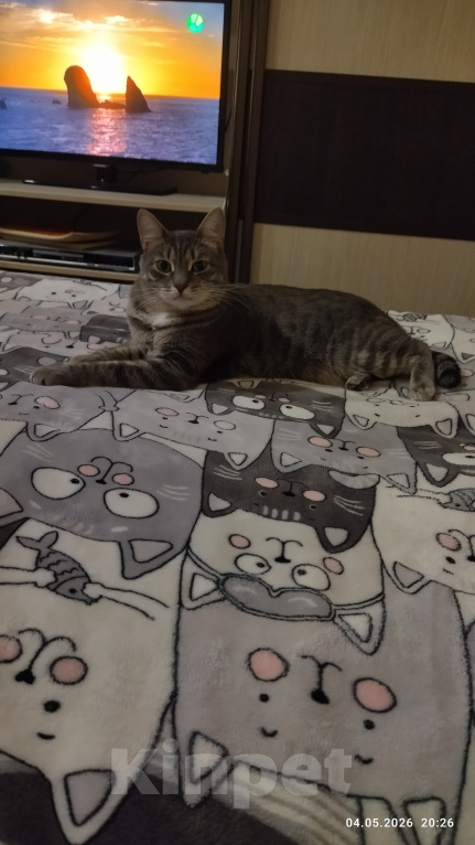 Кошки в Челябинске: Кот Коша Мальчик, Бесплатно - фото 2