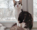 Кошки в Москве: красивая девочка Колетт Девочка, 25 000 руб. - фото 1