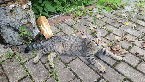 Отдам котенка.