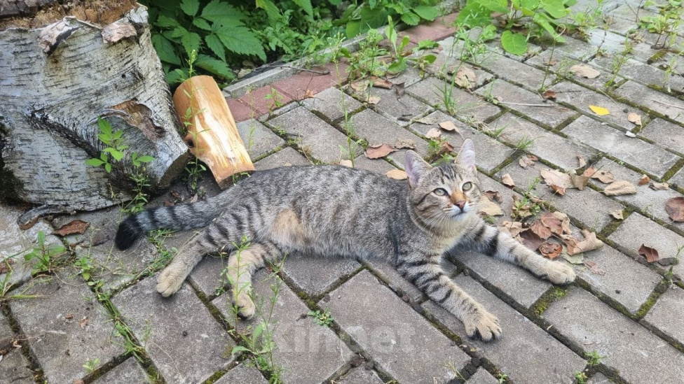 Кошки в Москве: Отдам котенка. Девочка, Бесплатно - фото 1