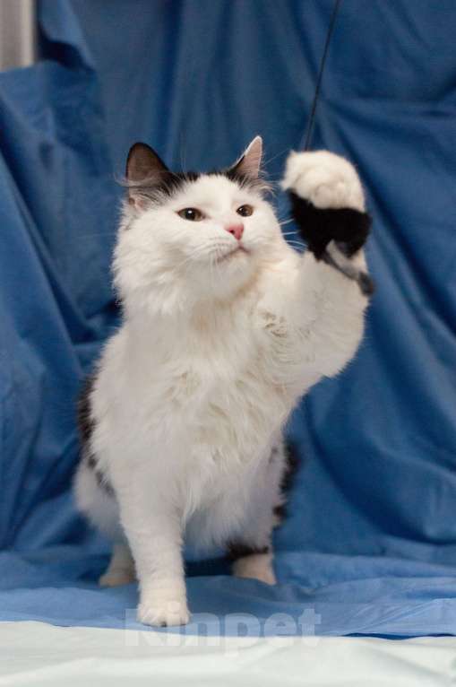 Кошки в Ногинске: Кот,  знающий толк в бабочках, ждет свою семью в приюте Мальчик, Бесплатно - фото 5