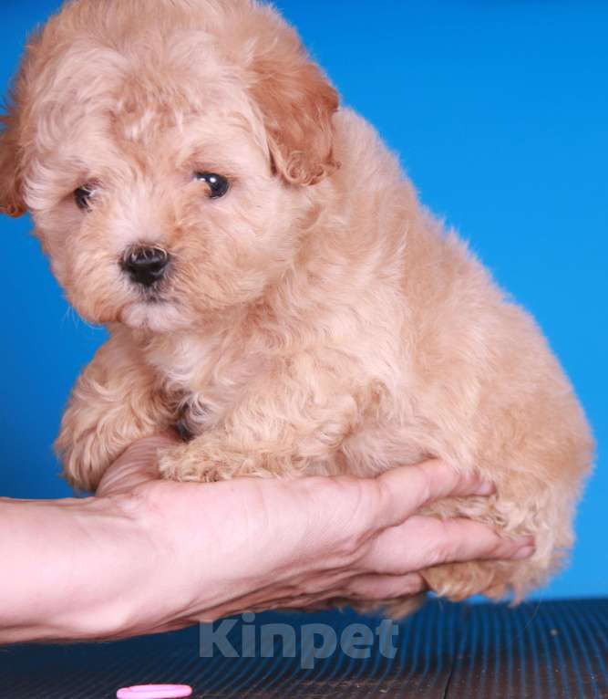 Собаки в Москве: мальтипу Ф1 щенки Девочка, 150 000 руб. - фото 3