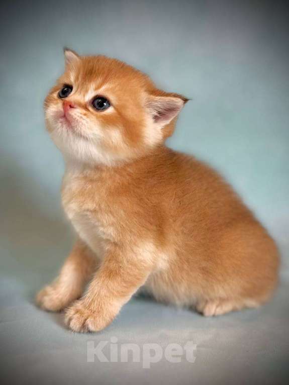 Кошки в Калуге: Британская золотая шиншилла Мальчик, 45 000 руб. - фото 10