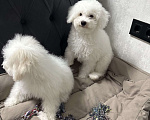 Собаки в Евпатории: Снежки Бишоны Девочка, 38 000 руб. - фото 4