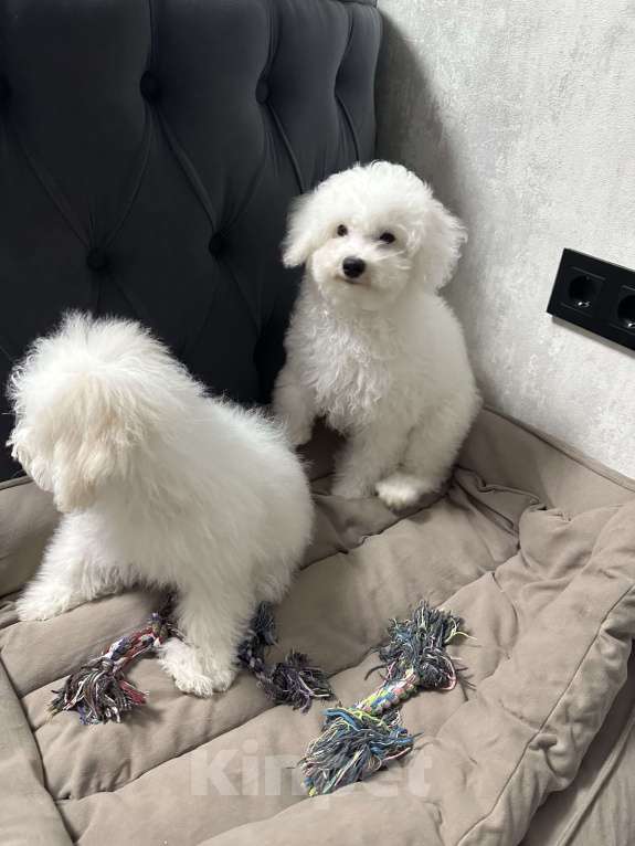 Собаки в Евпатории: Снежки Бишоны Девочка, 38 000 руб. - фото 4