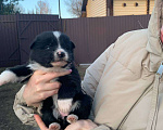 Собаки в других городах Ленинградской области: Аляска Девочка, Бесплатно - фото 2