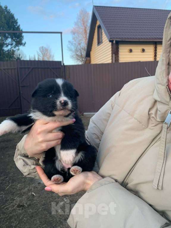 Собаки в других городах Ленинградской области: Аляска Девочка, Бесплатно - фото 2