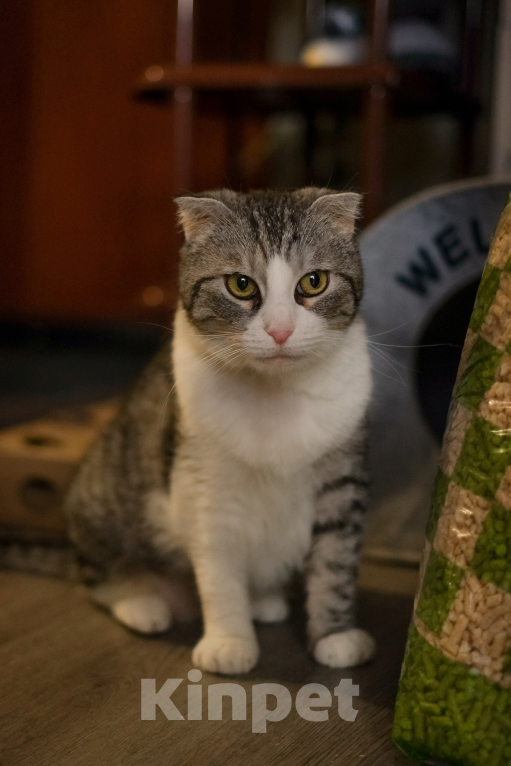 Кошки в Санкт-Петербурге: Зена из приюта Девочка, Бесплатно - фото 5