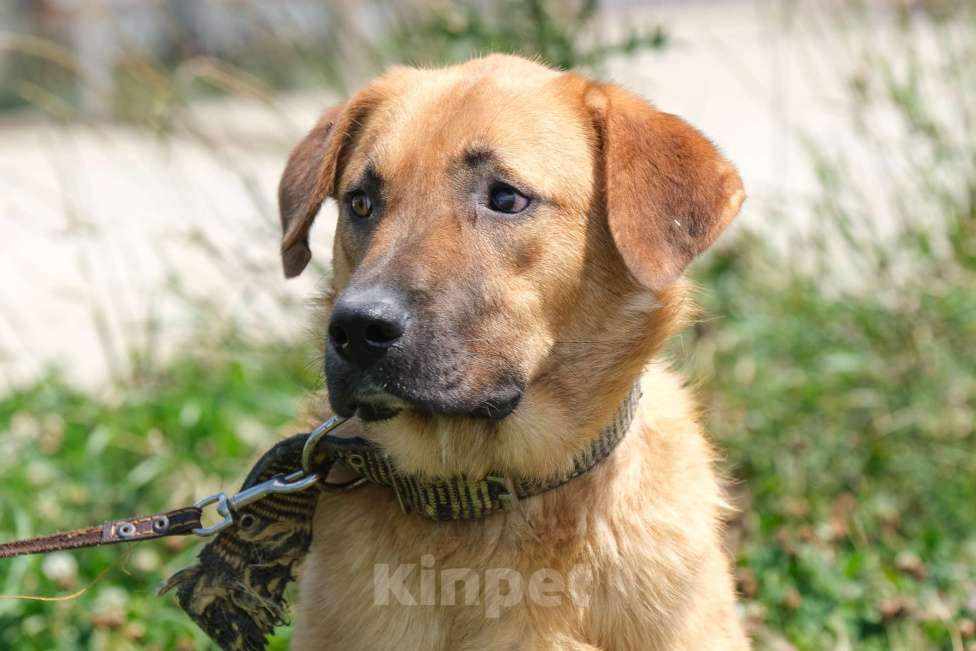 Собаки в Москве: Джек Третий Мальчик, Бесплатно - фото 3