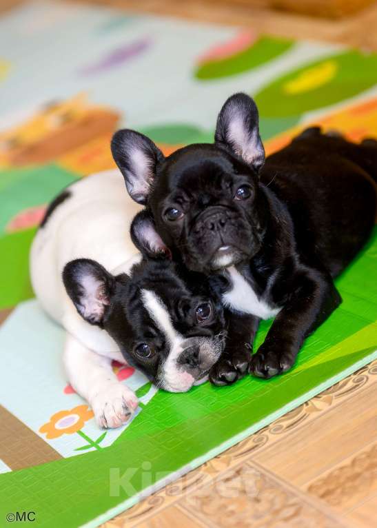 Собаки в Москве: Щенки девочки Девочка, 40 000 руб. - фото 1