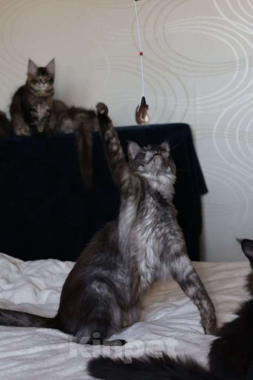 Кошки в Новосибирске: Малышка Несси Девочка, 20 000 руб. - фото 9