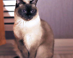 Кошки в Санкт-Петербурге: Ищет дом пожилая, очень нежная тайская кошка по имени Сюся Девочка, 10 руб. - фото 5