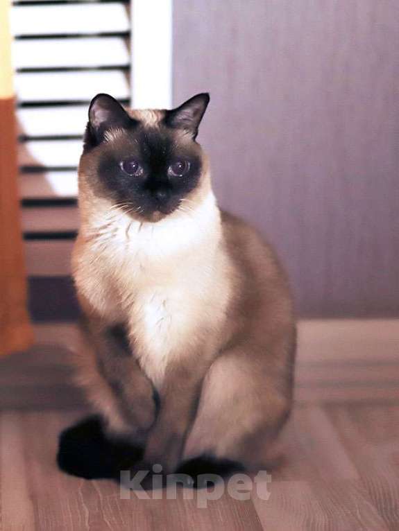 Кошки в Санкт-Петербурге: Ищет дом пожилая, очень нежная тайская кошка по имени Сюся Девочка, 10 руб. - фото 5