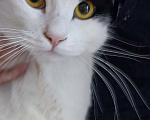 Кошки в Подольске: Сбежал кот Мальчик, Бесплатно - фото 2