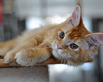 Кошки в Одинцово:  Рыжая красотка Джиджи Девочка, 30 000 руб. - фото 8