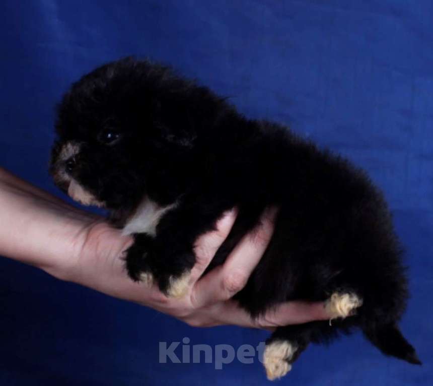 Собаки в Москве: мальтипу мини и микро, бэби фейс Девочка, 120 000 руб. - фото 6