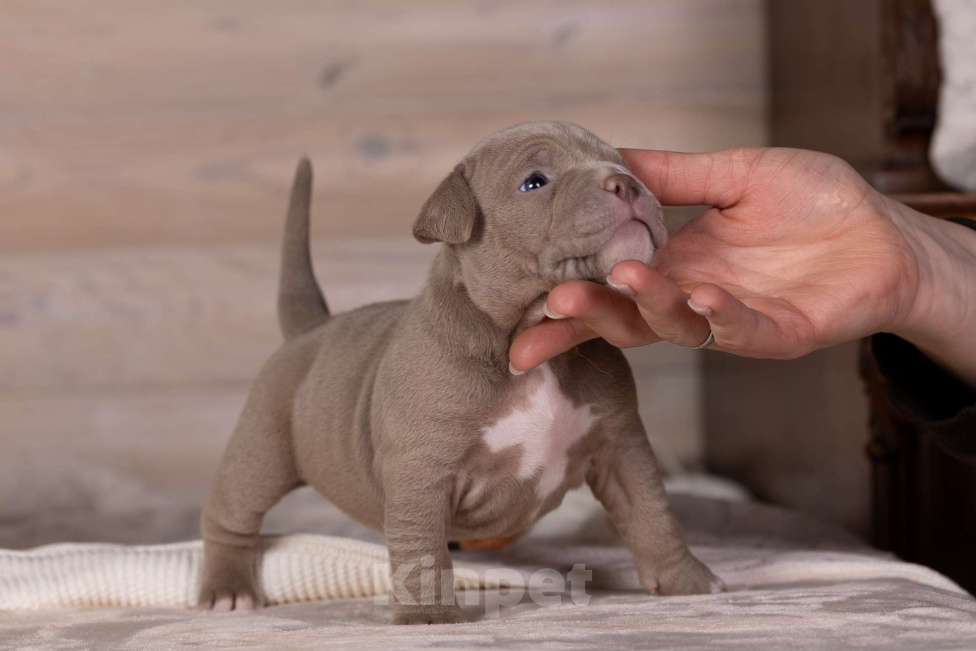 Собаки в Королеве: Американский булли стандарт Девочка, 200 000 руб. - фото 9