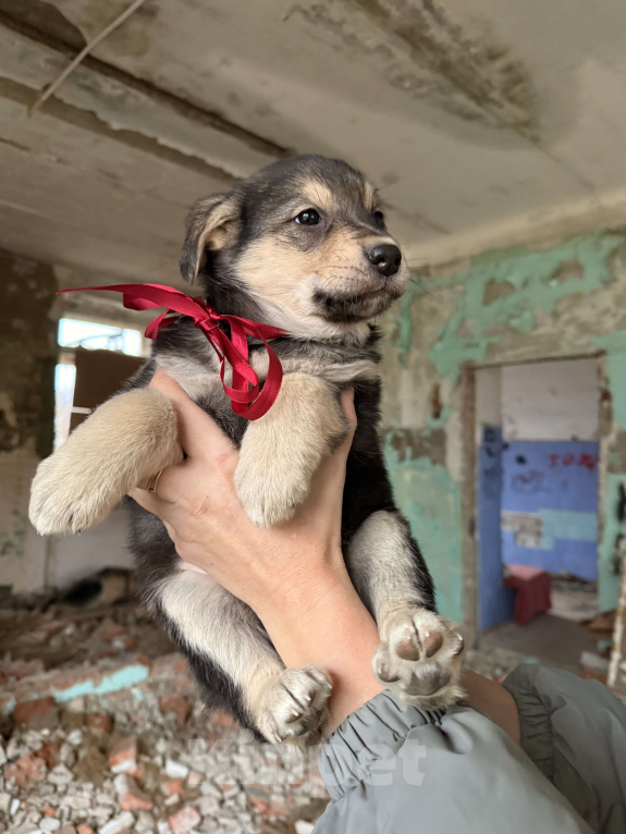 Собаки в Москве: Красивые щенки девочки в дар! Дайте шанс  малышам не замерзнуть! Девочка, Бесплатно - фото 5