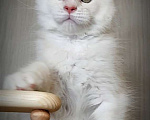 Кошки в Перми: Котята мейн-кун Мальчик, 25 000 руб. - фото 2