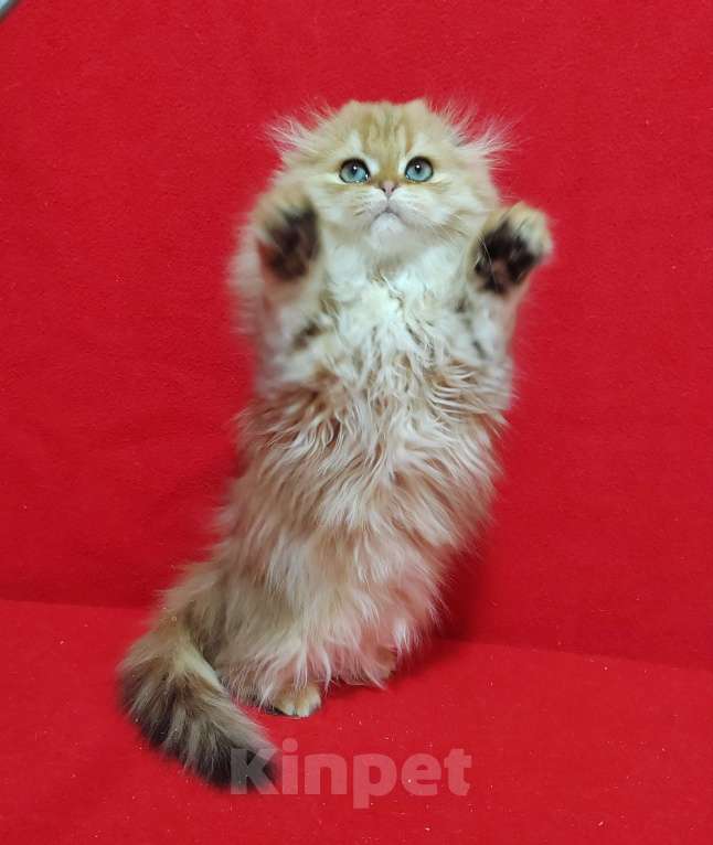 Кошки в Москве: Золотая мраморная кошечка хайленд Девочка, 20 000 руб. - фото 1