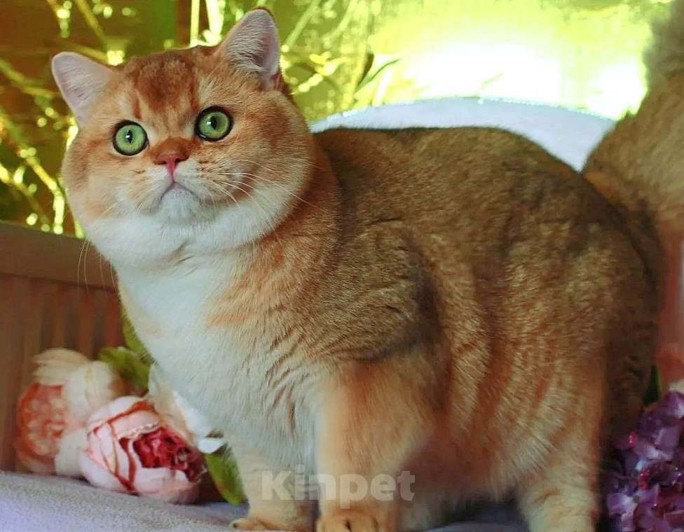 Кошки в Москве: Шотландская прямоухий котик Мальчик, 25 000 руб. - фото 5