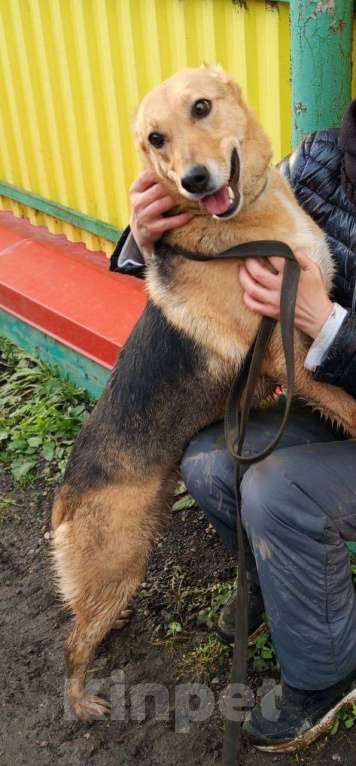 Собаки в Москве: Ласка в поисках дома и любящей семьи Девочка, Бесплатно - фото 2