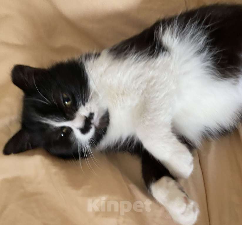 Кошки в Москве: Кошечка Мими в добрые руки Девочка, Бесплатно - фото 6