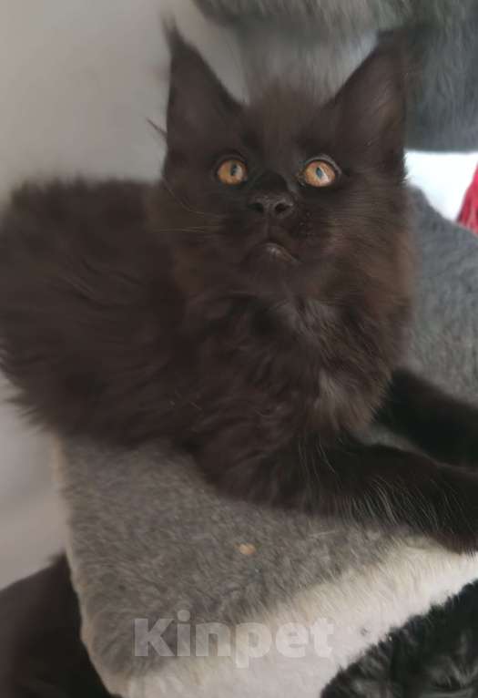 Кошки в Москве: Мейнкун Мальчик, 45 000 руб. - фото 1