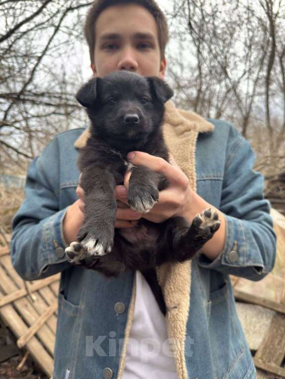 Собаки в Москве: Щенки в добрые руки Мальчик, Бесплатно - фото 8