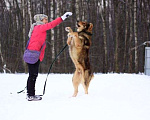 Собаки в Москве: Тигрис Мальчик, Бесплатно - фото 3