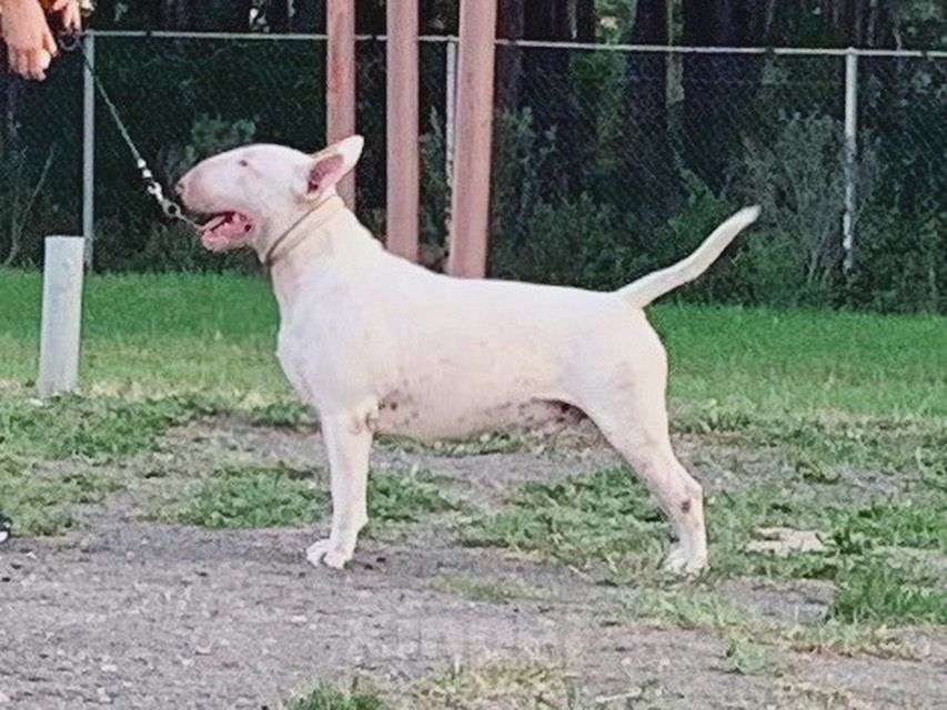 Собаки в Череповце: Предлагаем малышек стандартного бультерьера Мальчик, Бесплатно - фото 5