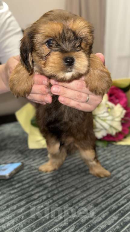 Собаки в других городах Воронежской области: Щенки мальтипу Мальчик, Бесплатно - фото 6